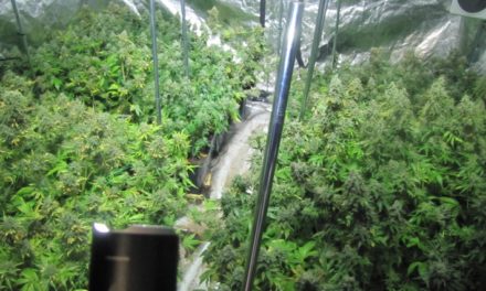 Polizei taucht urplötzlich in Mariuhana-Plantage auf