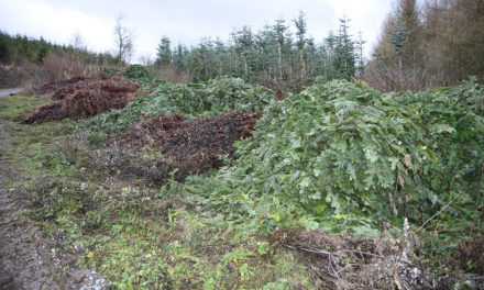 Warum reagiert Stadt Balve nicht? – Zig Tonnen Grünschnitt illegal am Bergbauwanderweg abgekippt