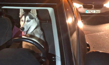 Hund als Fahrzeuglenker: Der Schnappschuss der Woche geht an die Polizeiwache Plettenberg