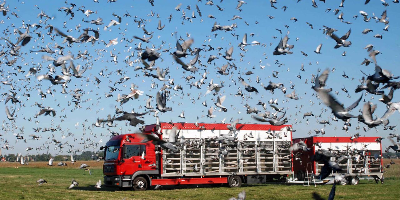 Taubenzüchter aus Balve und Neuenrade starten ersten Preisflug