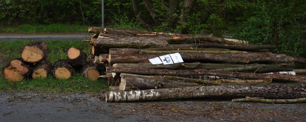 Holz aus Hönneaue: Stadt Balve als Auktionator aktiv