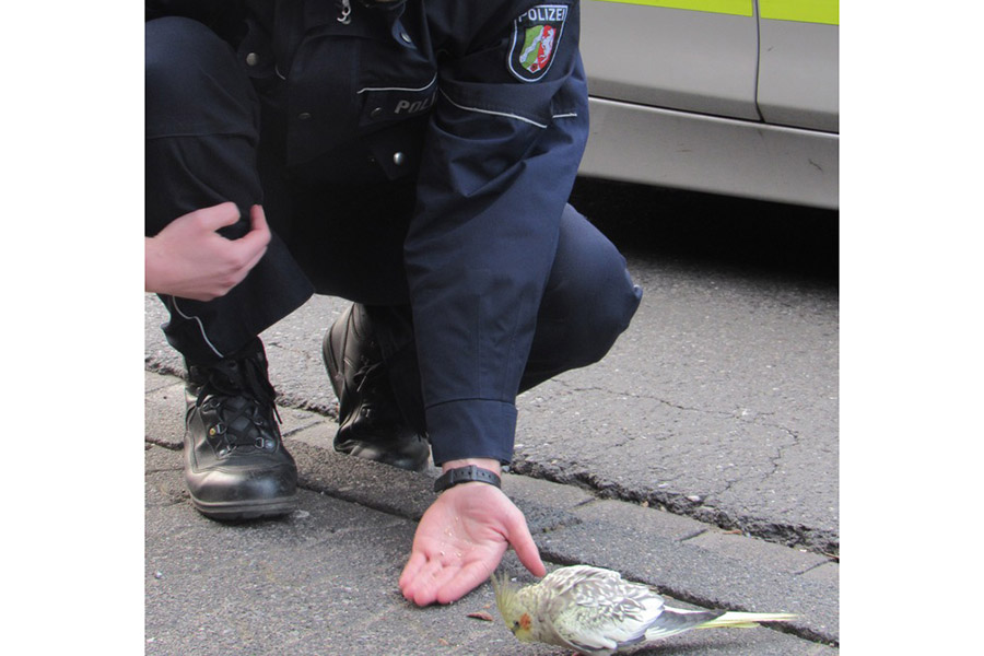 Nymphensittich feiert Comeback: Polizei stellt Fahndung ein