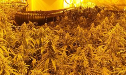 Polizei entdeckt Cannabis-Plantage über mehrere Stockwerke