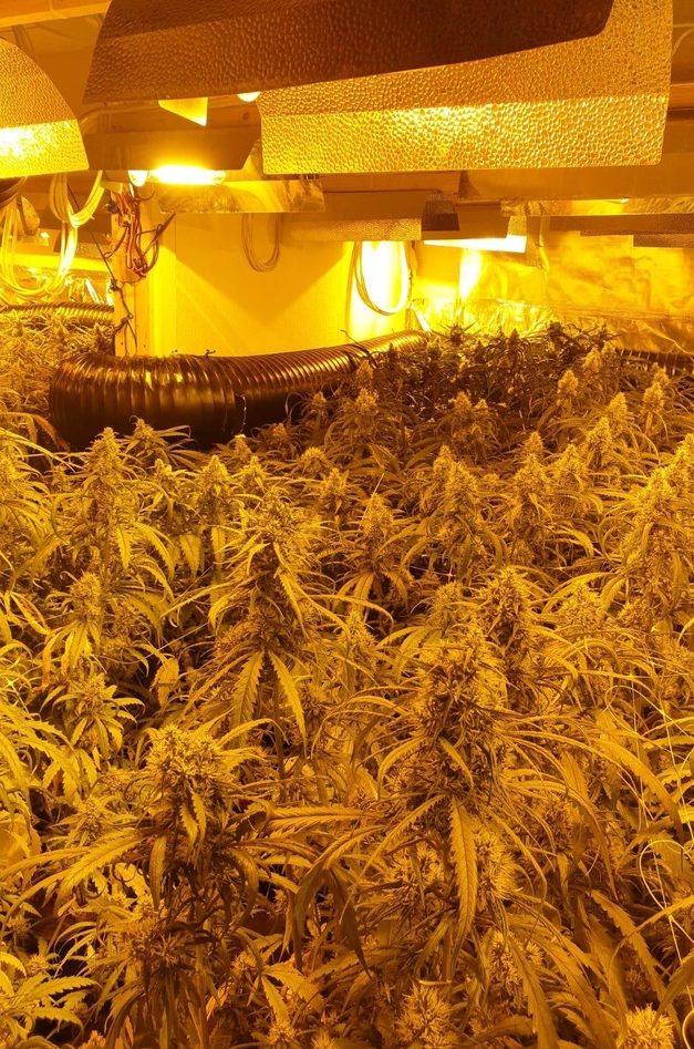 EILMELDUNG: Cannabis-Plantage in Neuenrade entdeckt