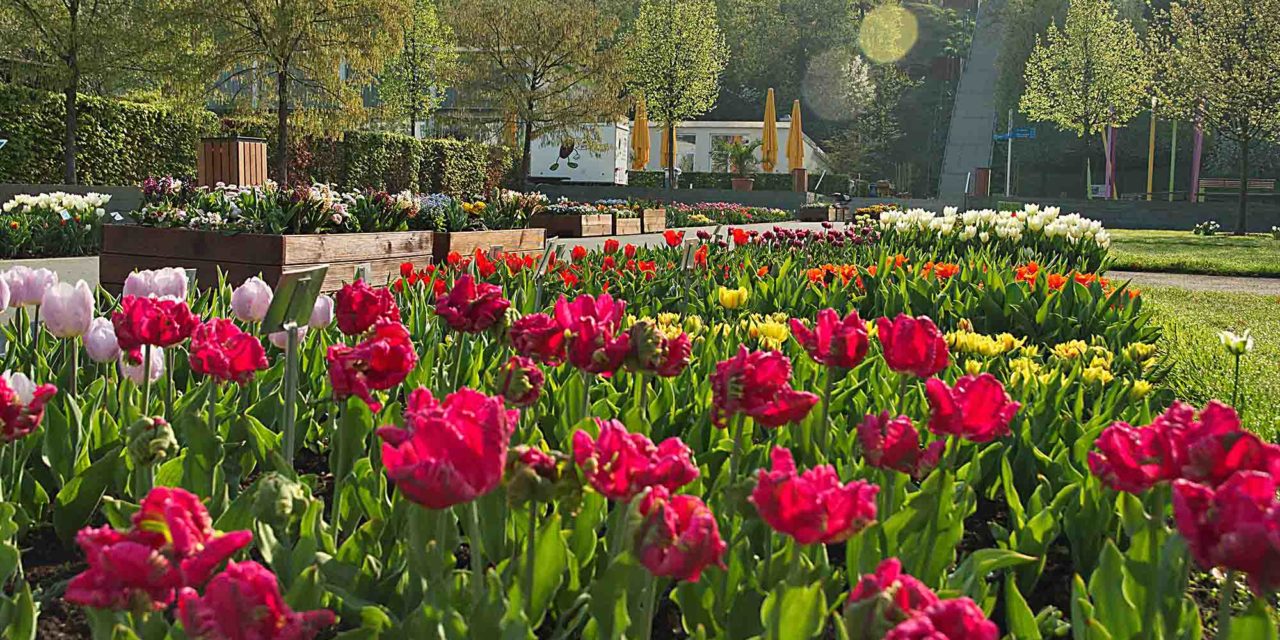 Sauerlandpark verschenkt am Samstag Tausende Tulpen