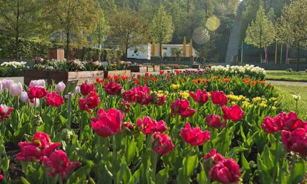 Sauerlandpark verschenkt am Samstag Tausende Tulpen
