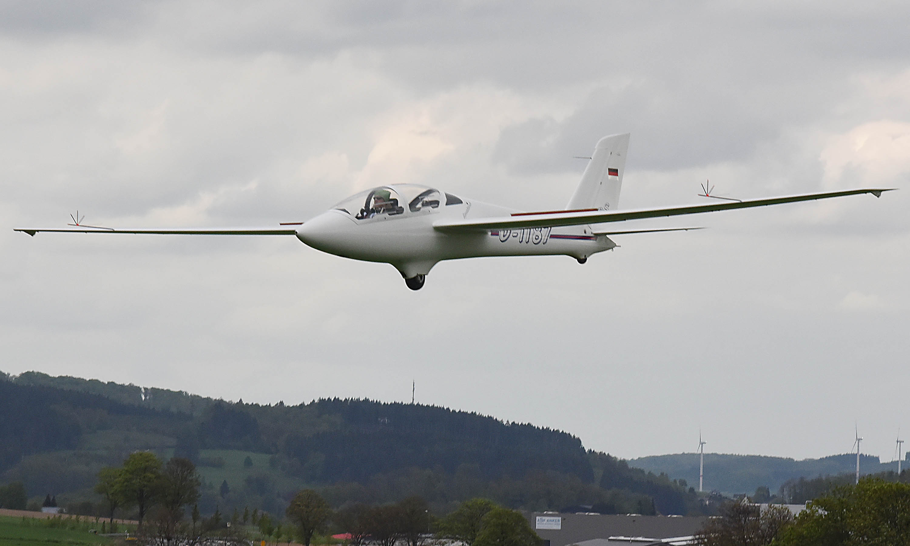 Wellensittich Stürzt Beim Fliegen Ab