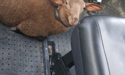 Polizei fährt ausgebüxtes Schaf zur Herde zurück
