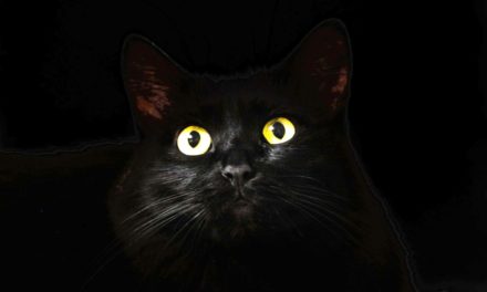 KINDERKINO: „Rudolf, der schwarze Kater“