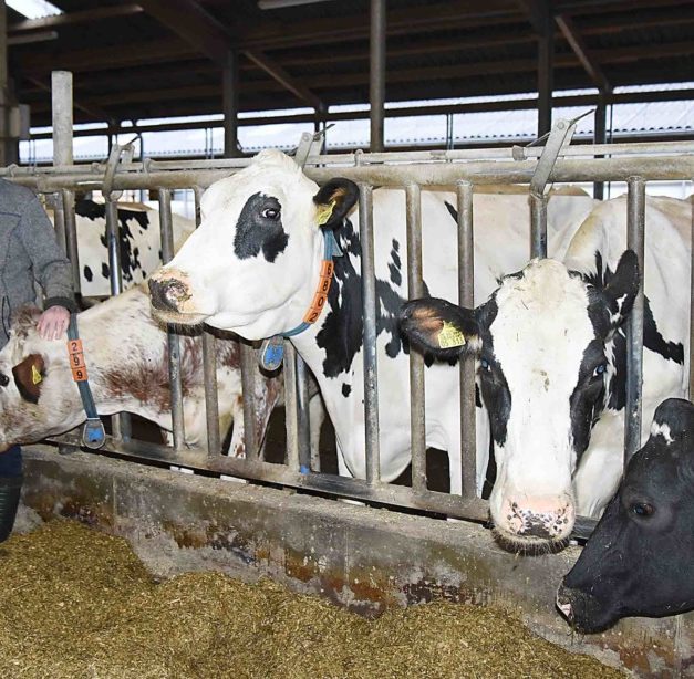 EILMELDUNG: Familie Hötger und das liebe Vieh sagen danke