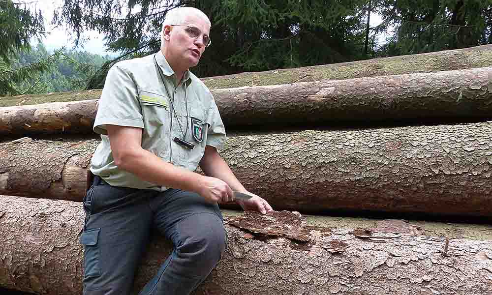 Unmengen an Käferholz beunruhigen Balver Waldbesitzer