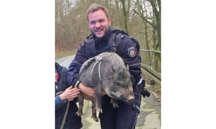 Schwein gehabt – Polizei trägt „Ursel“ auf Händen