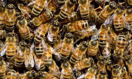 Imker stört Bienendieb mitten in der Nacht