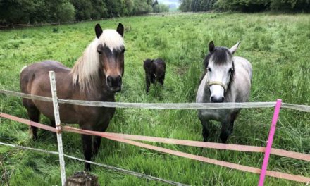 Bürgermeister Mühling: „Pferde haben auf Geh- und Radwegen nichts zu suchen“
