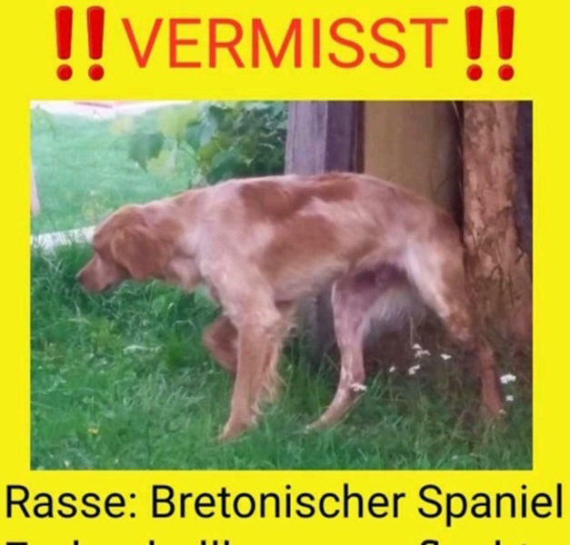 Vermisster Hund zuletzt in Kalthof gesichtet – Tierschutzverein bittet um Hinweise