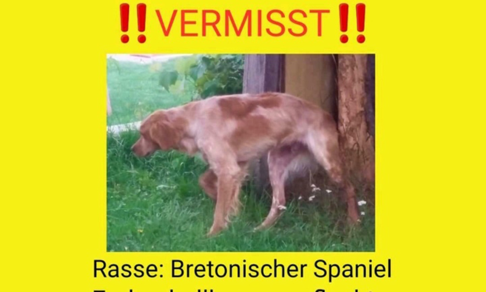 Vermisster Hund zuletzt in Kalthof gesichtet – Tierschutzverein bittet um Hinweise
