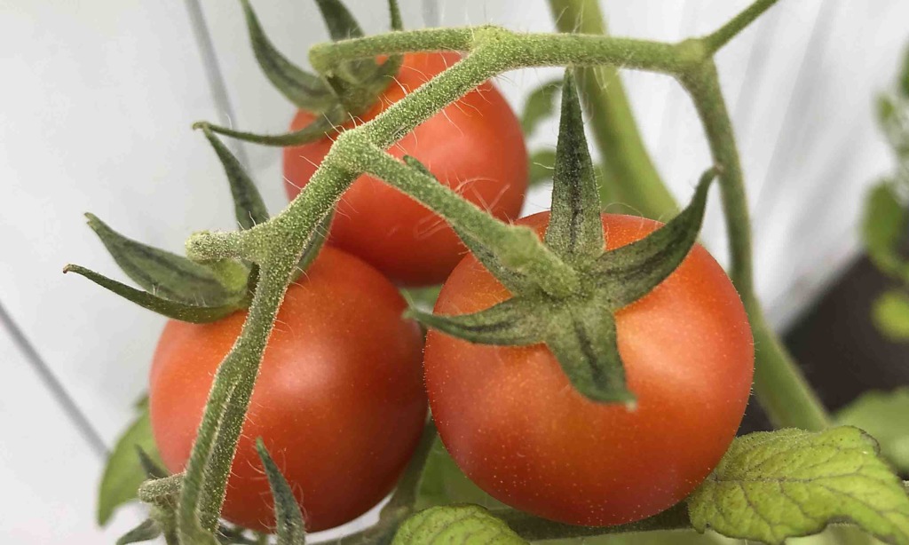 Tauschbörse für überzähliges Obst und Gemüse in Mellen