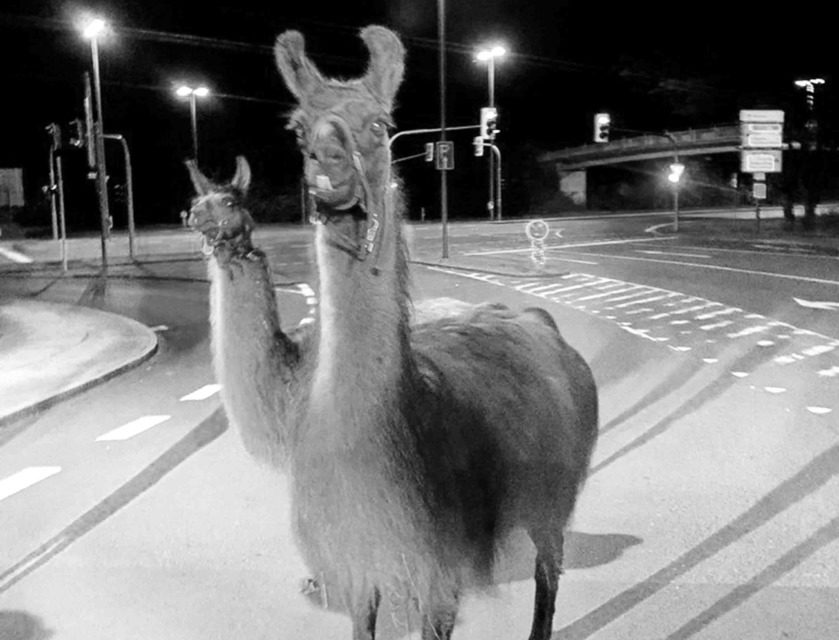 Ausgebüxte Lamas trotten durch das nächtliche Iserlohn