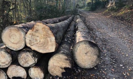 „SUPERGAU“: Waldbauern sind wütend auf NRW-Landesregierung
