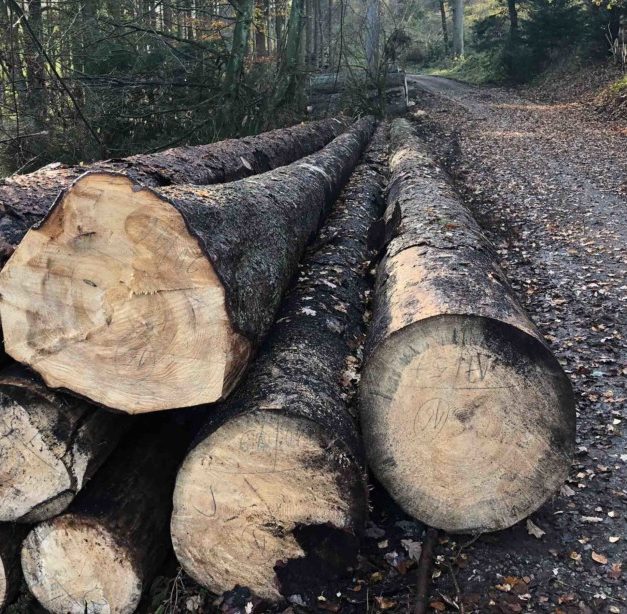 „SUPERGAU“: Waldbauern sind wütend auf NRW-Landesregierung