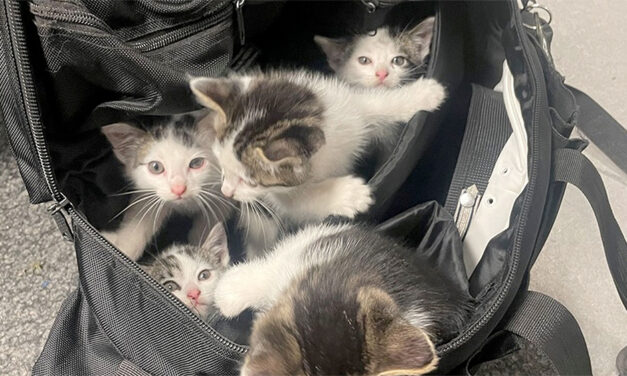 Fünf ausgesetzte Katzenbabys gerettet