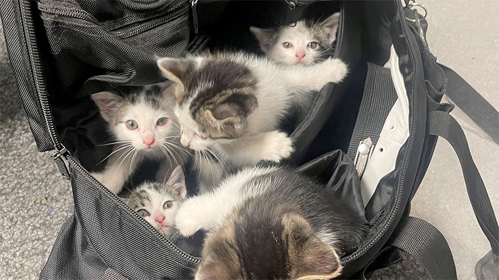 Fünf ausgesetzte Katzenbabys gerettet