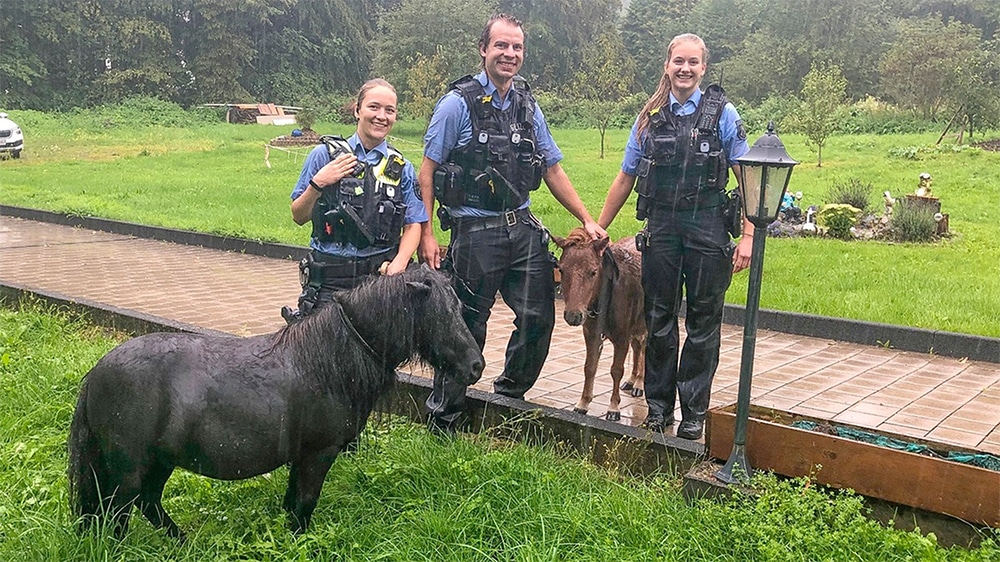 Pudelnasse Polizisten retten aufgeschreckte Ponys in Sanssouci