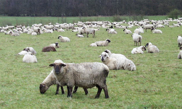 Blauzungenkrankheit bei Schafen in Balve nachgewiesen