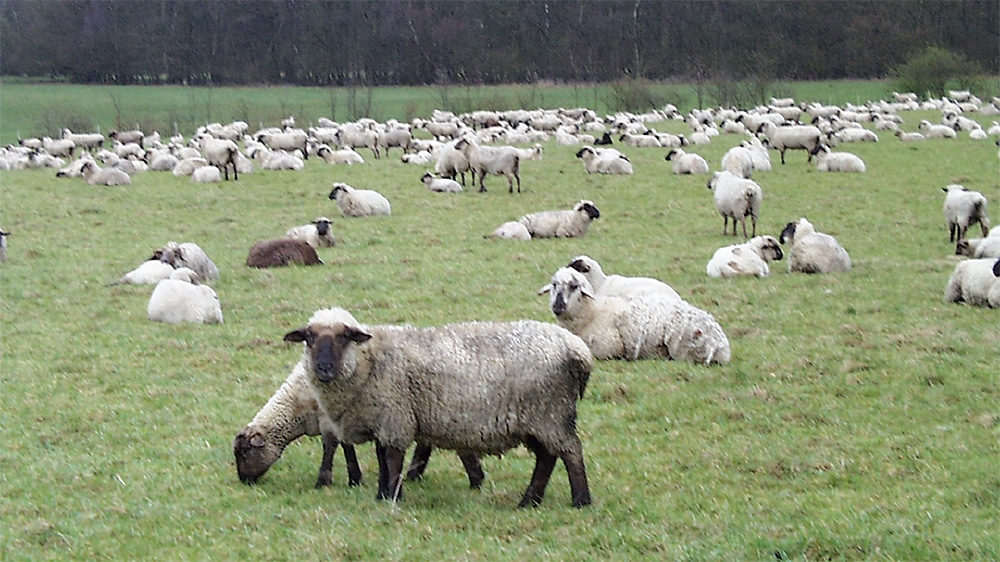 Blauzungenkrankheit bei Schafen in Balve nachgewiesen