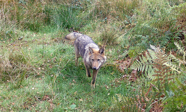 Nutztierrisse durch den Wolf: Handlungsbedarf in der Tierhaltung