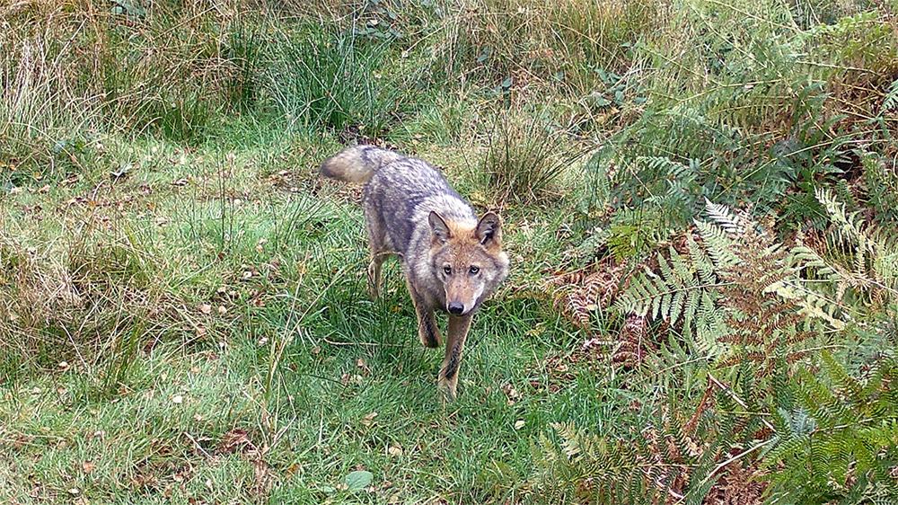 Nutztierrisse durch den Wolf: Handlungsbedarf in der Tierhaltung