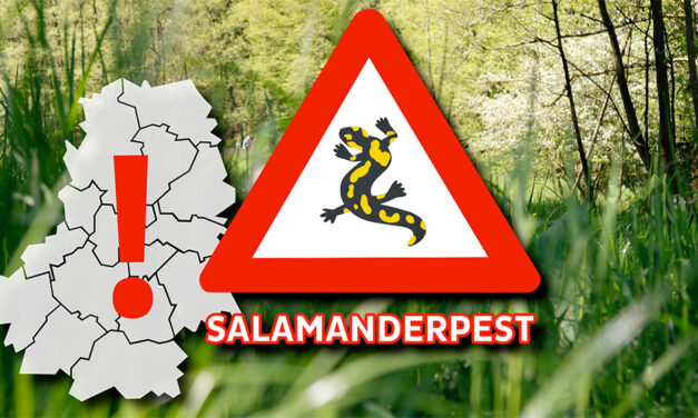 Salamanderpest im Märkischen Kreis angekommen