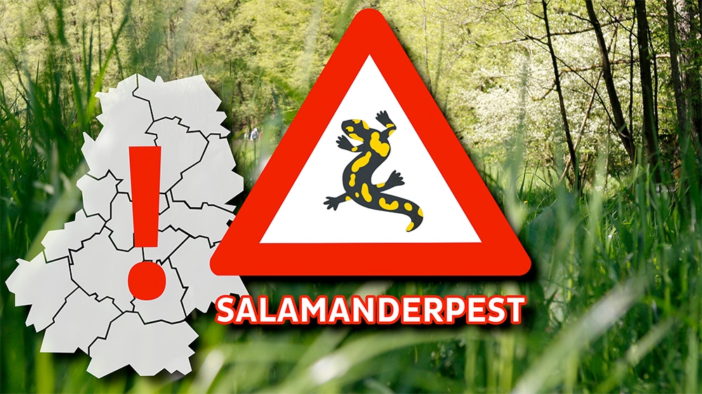 Salamanderpest im Märkischen Kreis angekommen