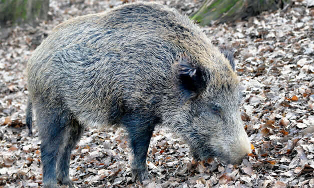 Rechtzeitig den Jagdschein verlängern