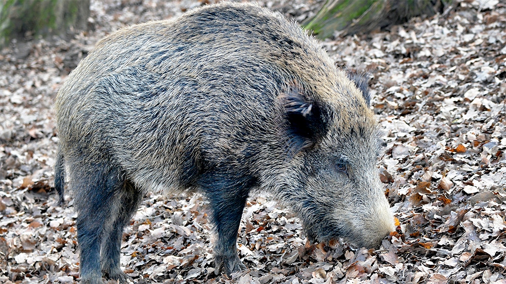 Rechtzeitig den Jagdschein verlängern