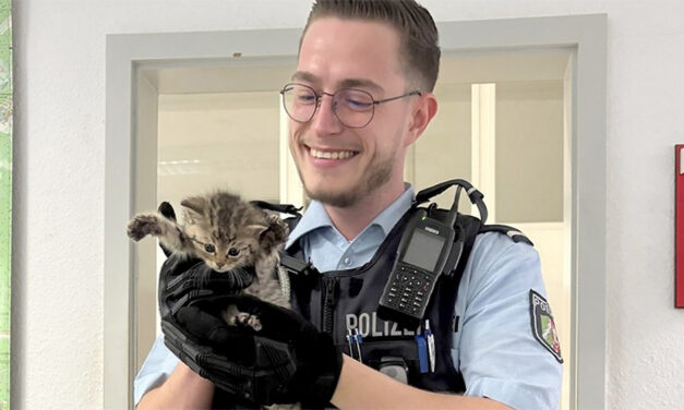 Drei Katzenkinder in Garbeck ausgesetzt