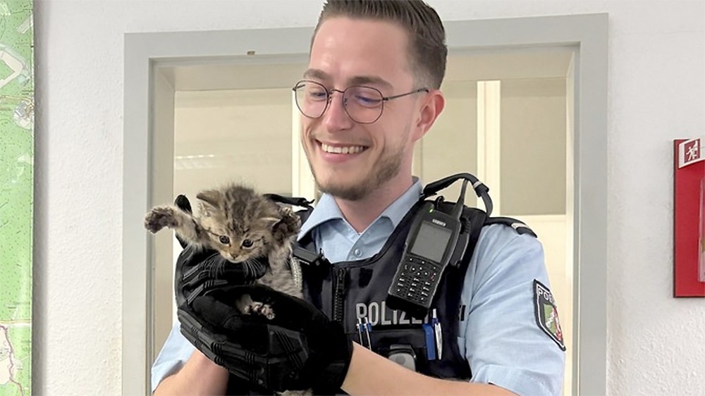 Drei Katzenkinder in Garbeck ausgesetzt