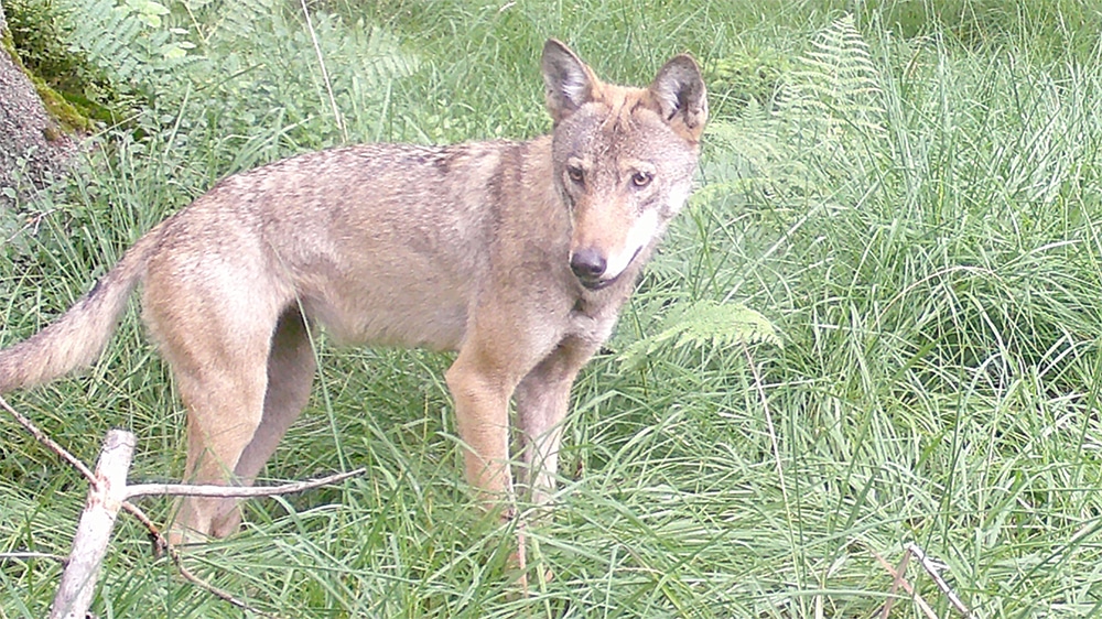 Aktuelle Stand zum Wolfs-Monitoring im Märkischen Kreis