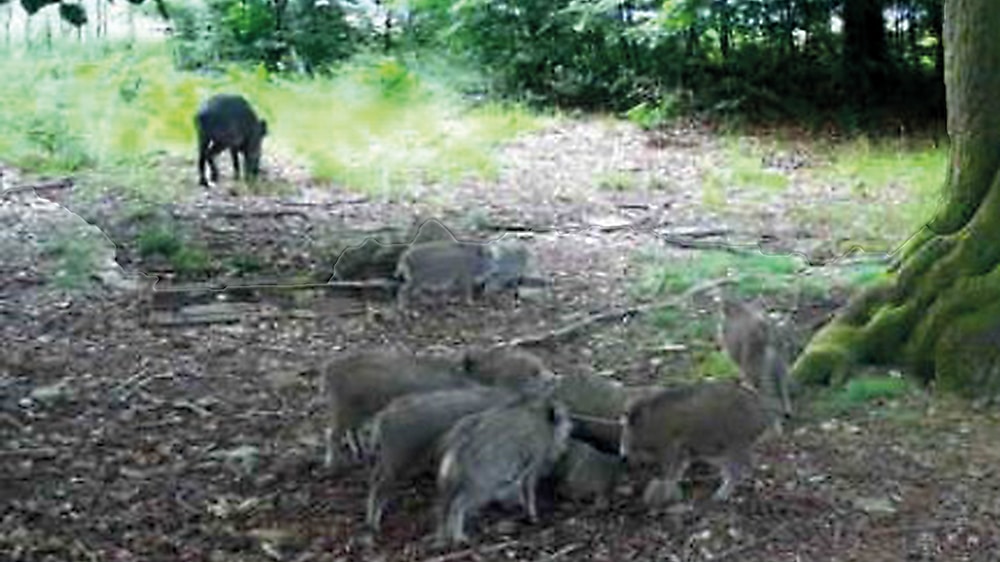 Afrikanische Schweinepest ist nach Auftreten im Kreis Olpe große Gefahr für Bestand