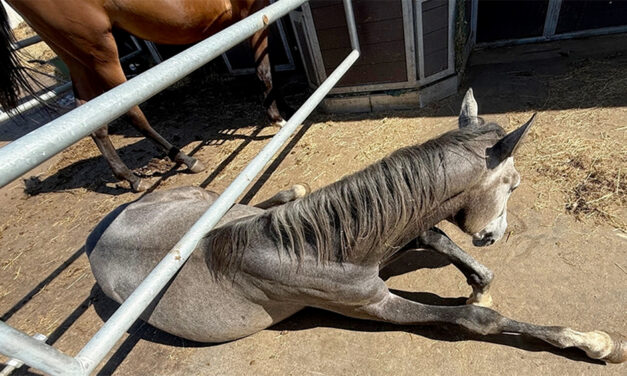 Pferd unter Gitter eingeklemmt