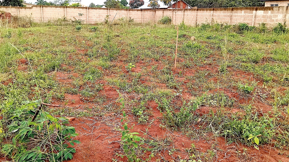 Balver Wald in Ghana hat Trockenzeit überlebt