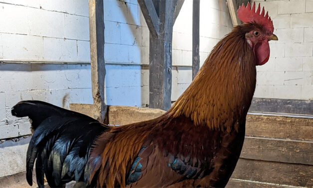 Vogelgrippe: Märkischer Kreis ruft zu Wachsamkeit auf