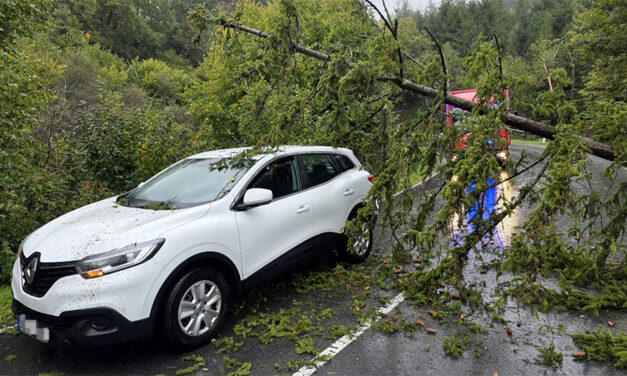Baum stürzt auf fahrendes Auto