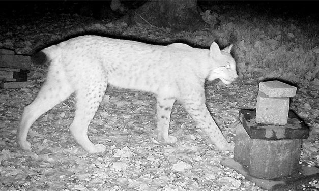 Luchs verlässt Märkischen Kreis vorerst