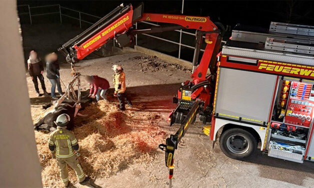 Feuerwehr hilft gestürztem Pferd