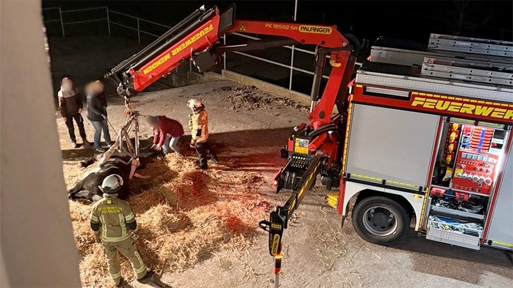 Feuerwehr hilft gestürztem Pferd