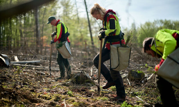 Girls‘ Day: Entdecke die Welt des Waldes