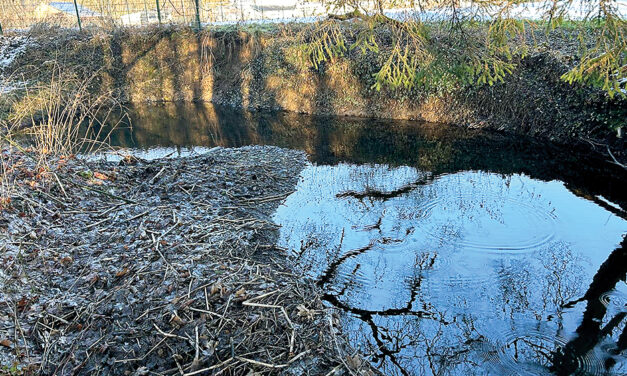 Hochwasserschutz fängt im Wald an